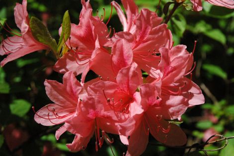 rhodo.jpg