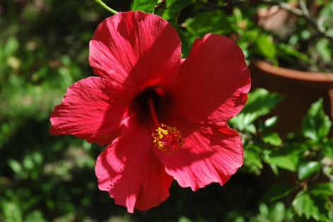 hibiszkusz_ciklamen.jpg