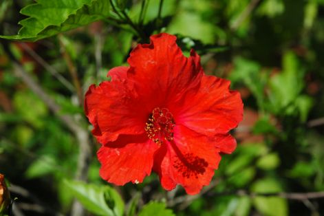 hibiszkusz_piros.jpg